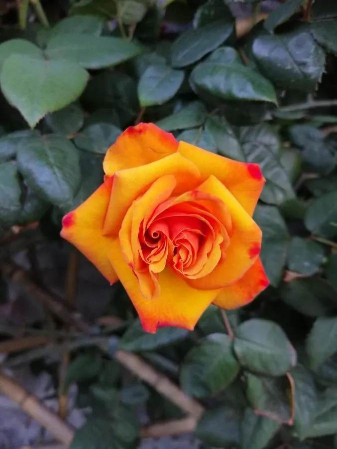 Apartment Cottage Rose Bellagio